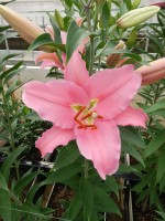 [5254 Orsago 2N No02.JPG]